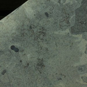 Itagnostus interstrictus with Marpolia spissa