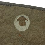 Eofallotaspis sp. - Rare Juvenile