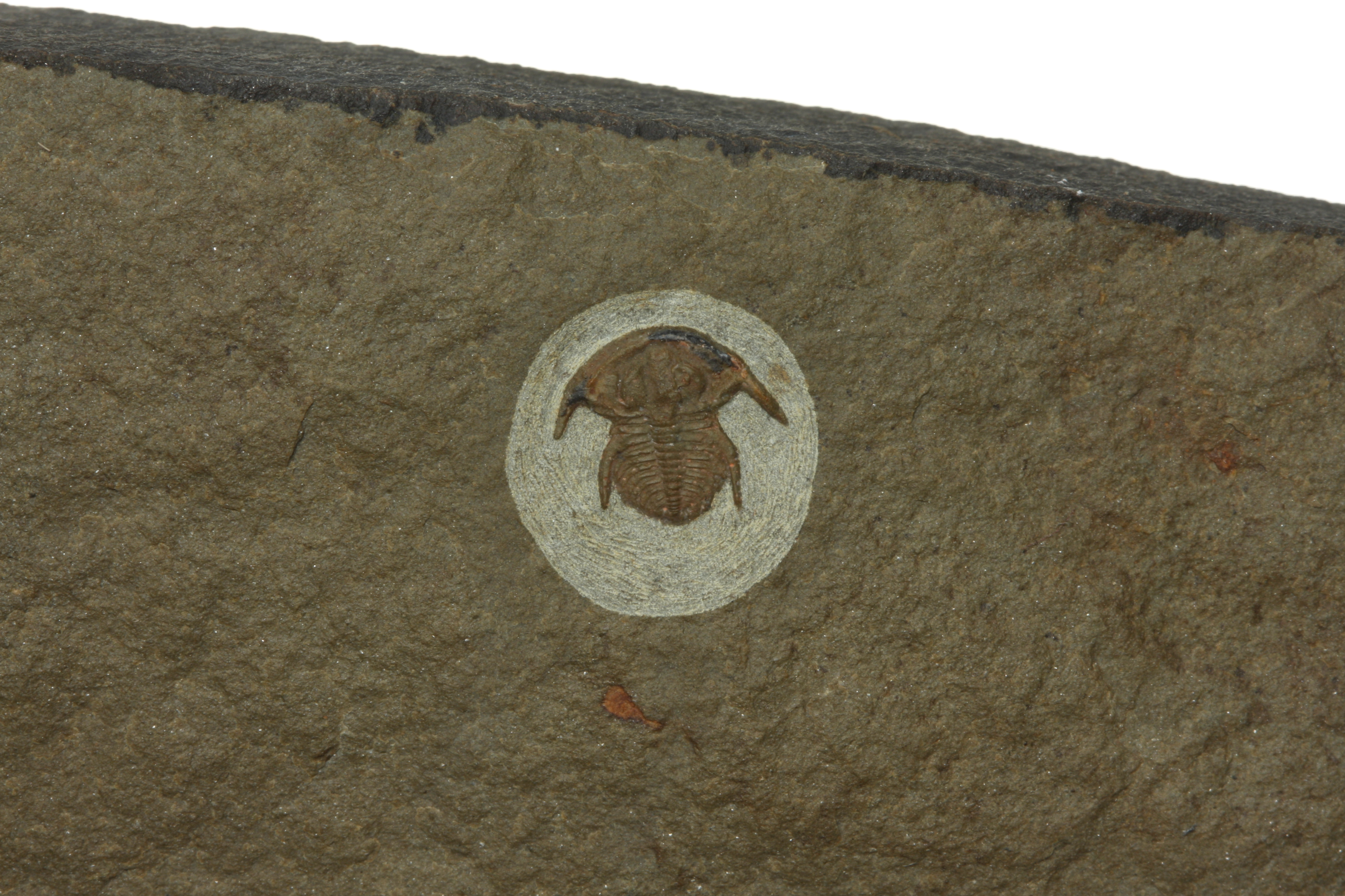 Eofallotaspis sp. - Rare Juvenile