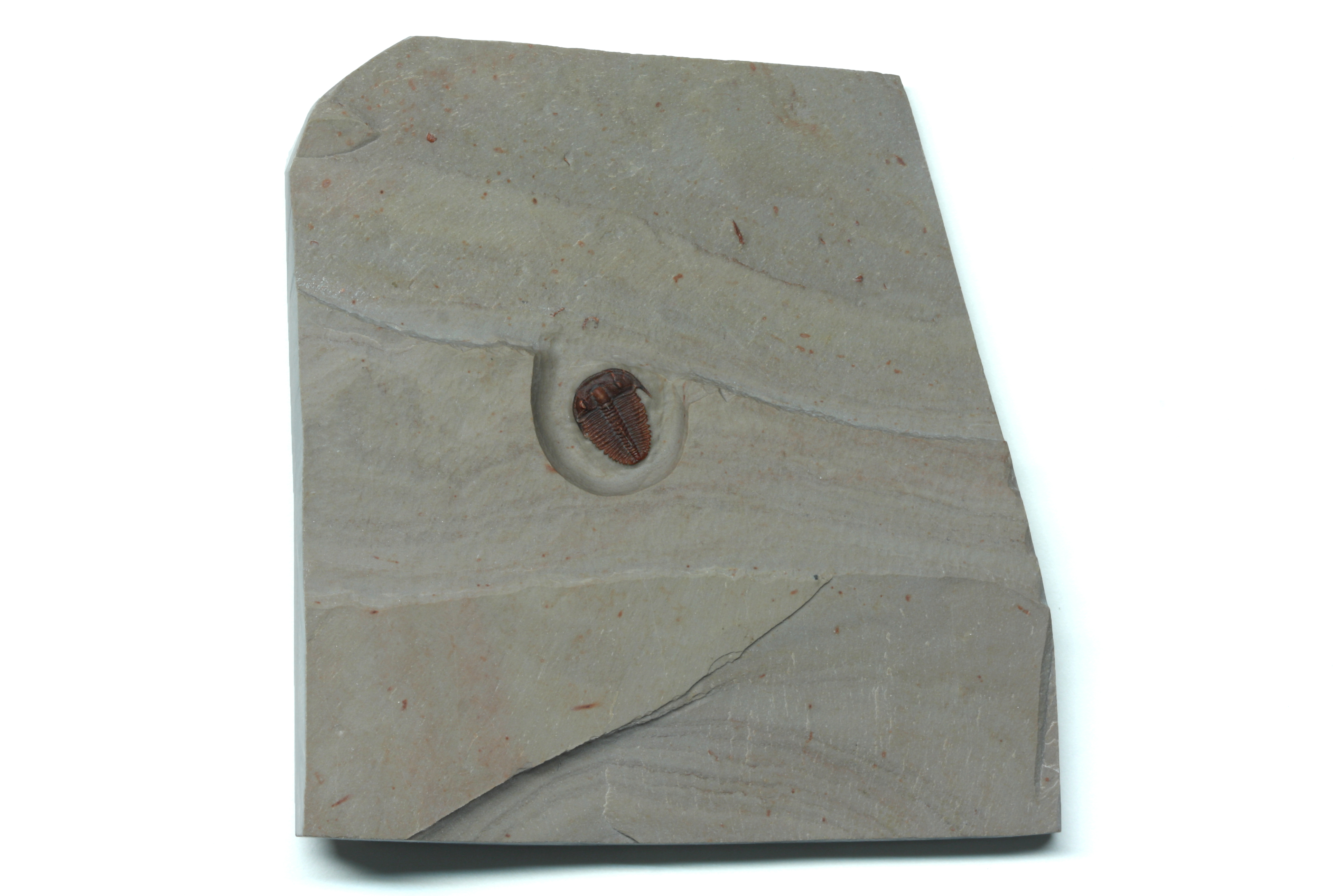 Bolaspidella housensis