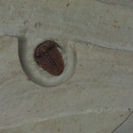 Bolaspidella housensis