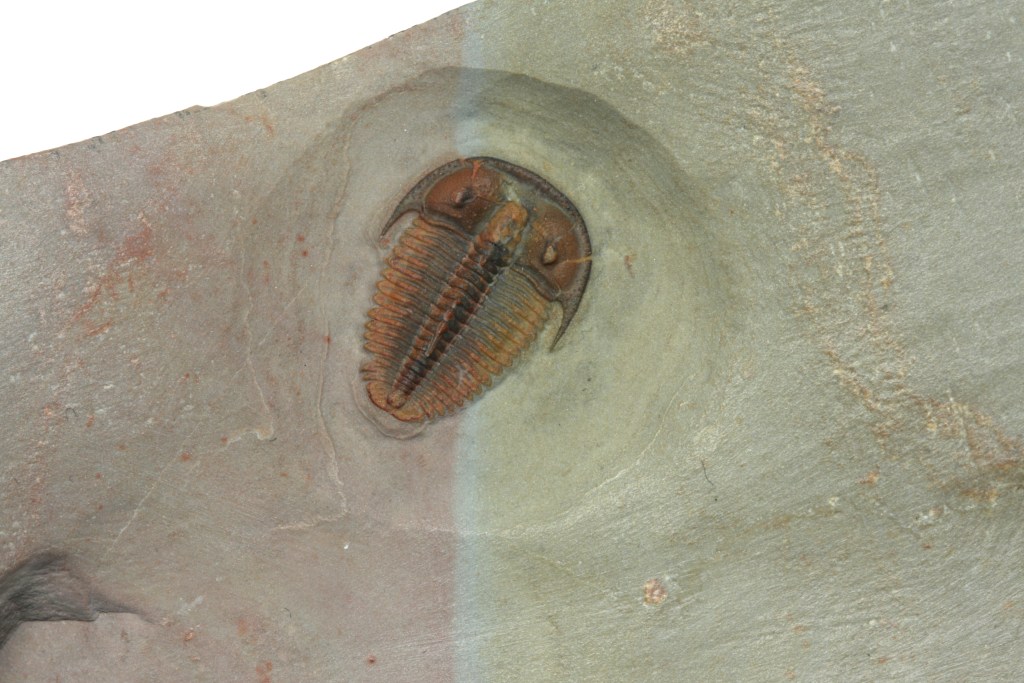 Bolaspidella housensis