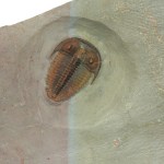 Bolaspidella housensis