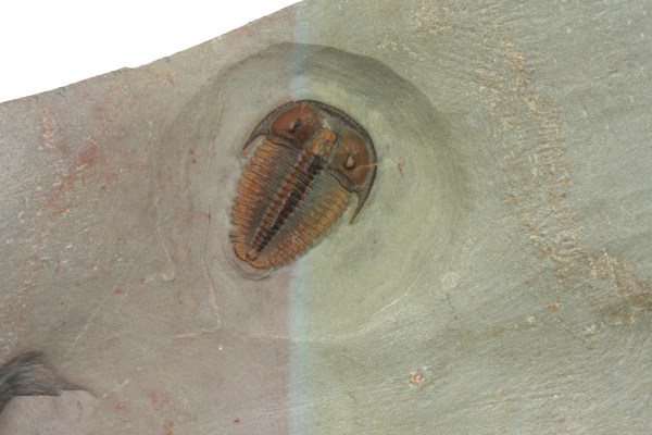 Bolaspidella housensis