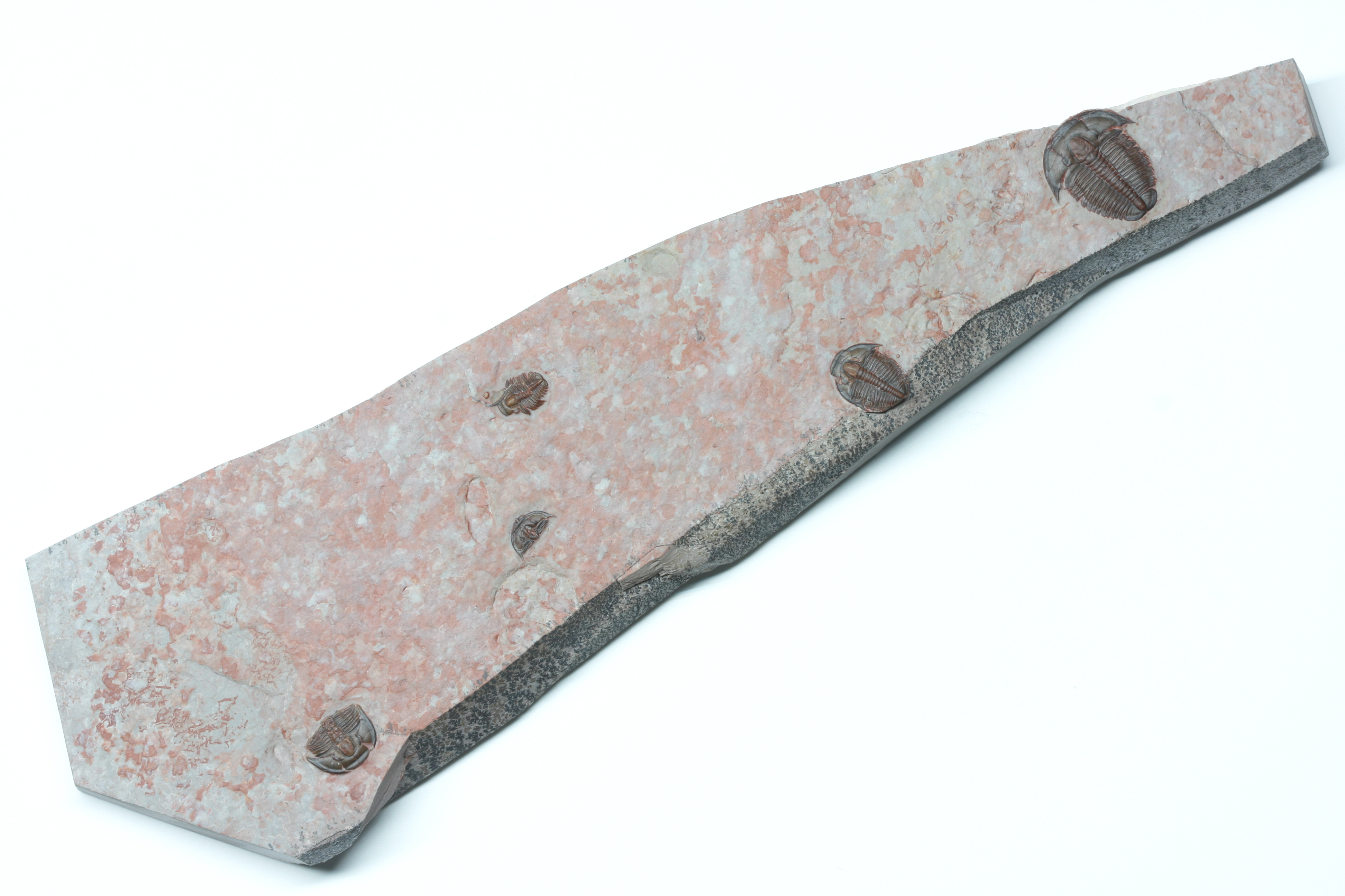 Epic Red Elrathia kingii Multi Plate