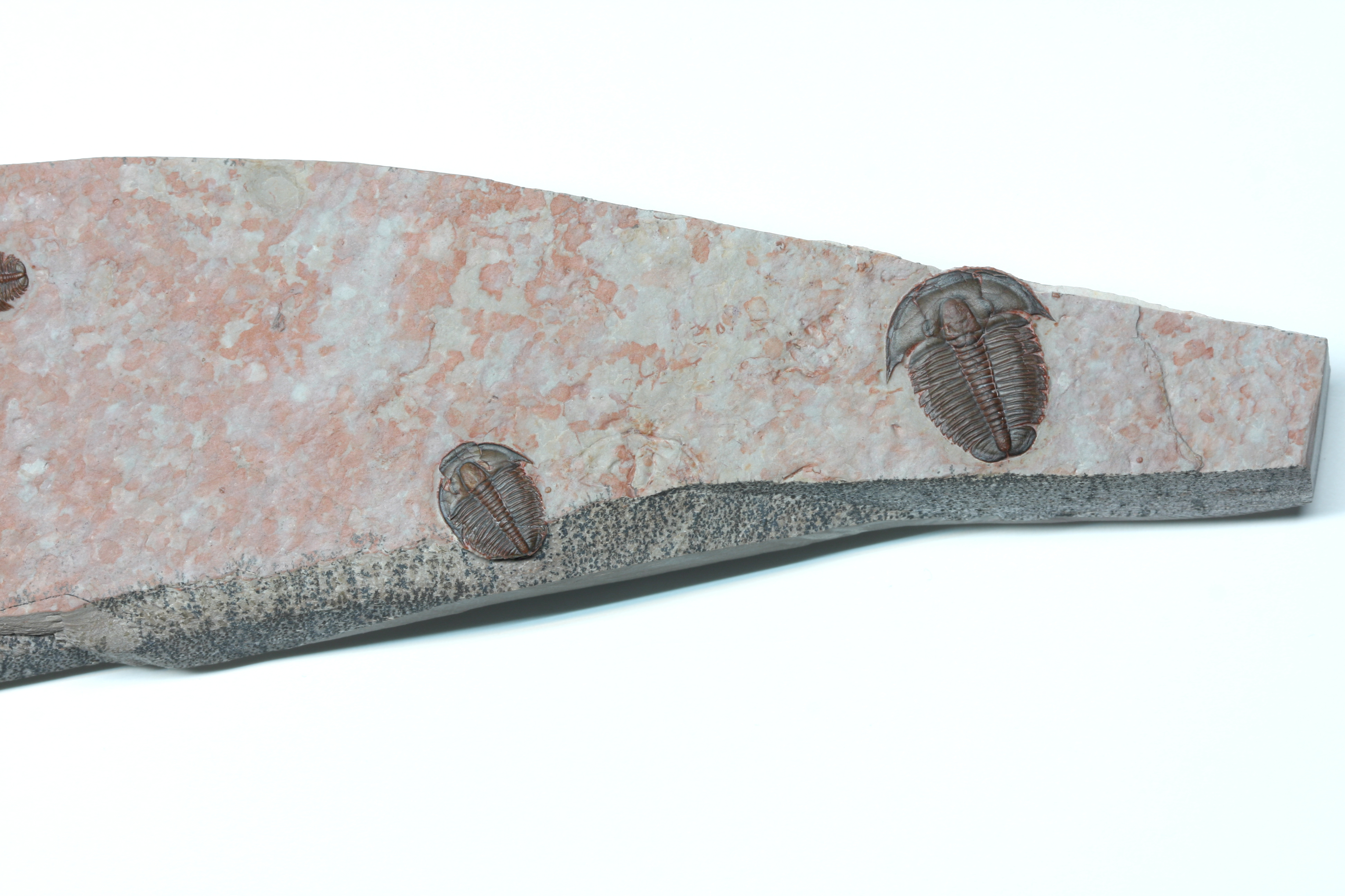 Epic Red Elrathia kingii Multi Plate