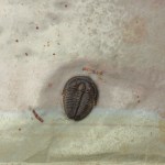 Elrathia kingii with Itagnostus interstrictus