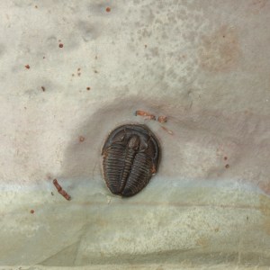 Elrathia kingii with Itagnostus interstrictus