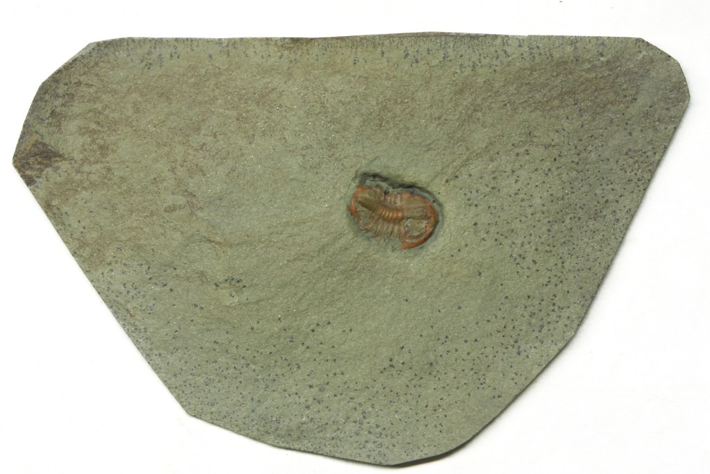 Vanuxemella nortia