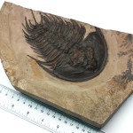 Fremontella sp- HUGE Specimen!