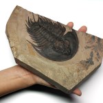 Fremontella sp- HUGE Specimen!