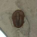 Modocia typicalis