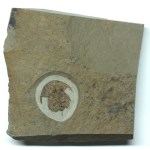 Eofallotaspis sp.