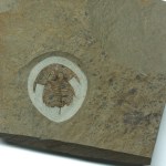 Eofallotaspis sp.