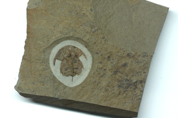 Eofallotaspis sp.