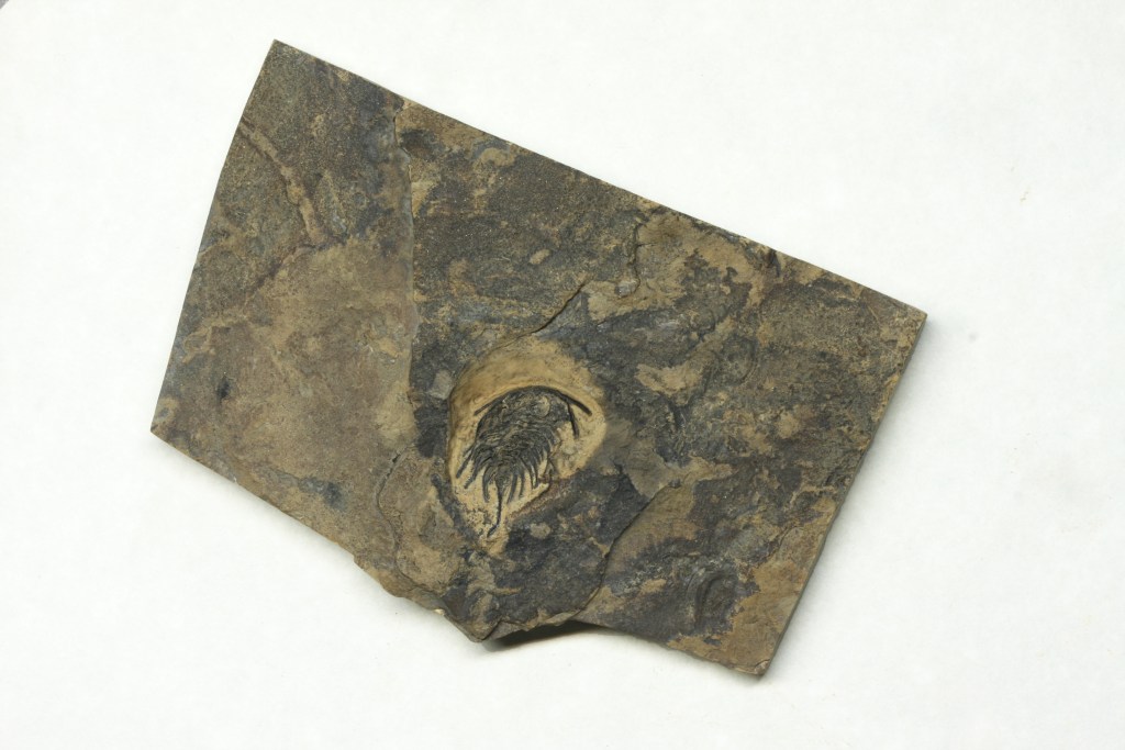 Lochmanolenellus pentagonalis