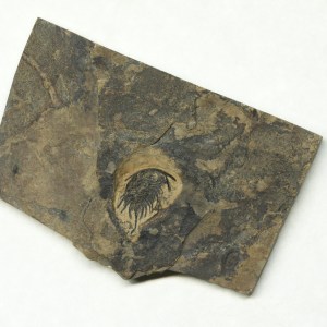 Lochmanolenellus pentagonalis