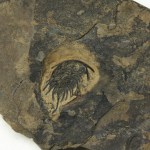 Lochmanolenellus pentagonalis