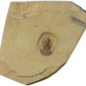 Archaeaspis macropleuron