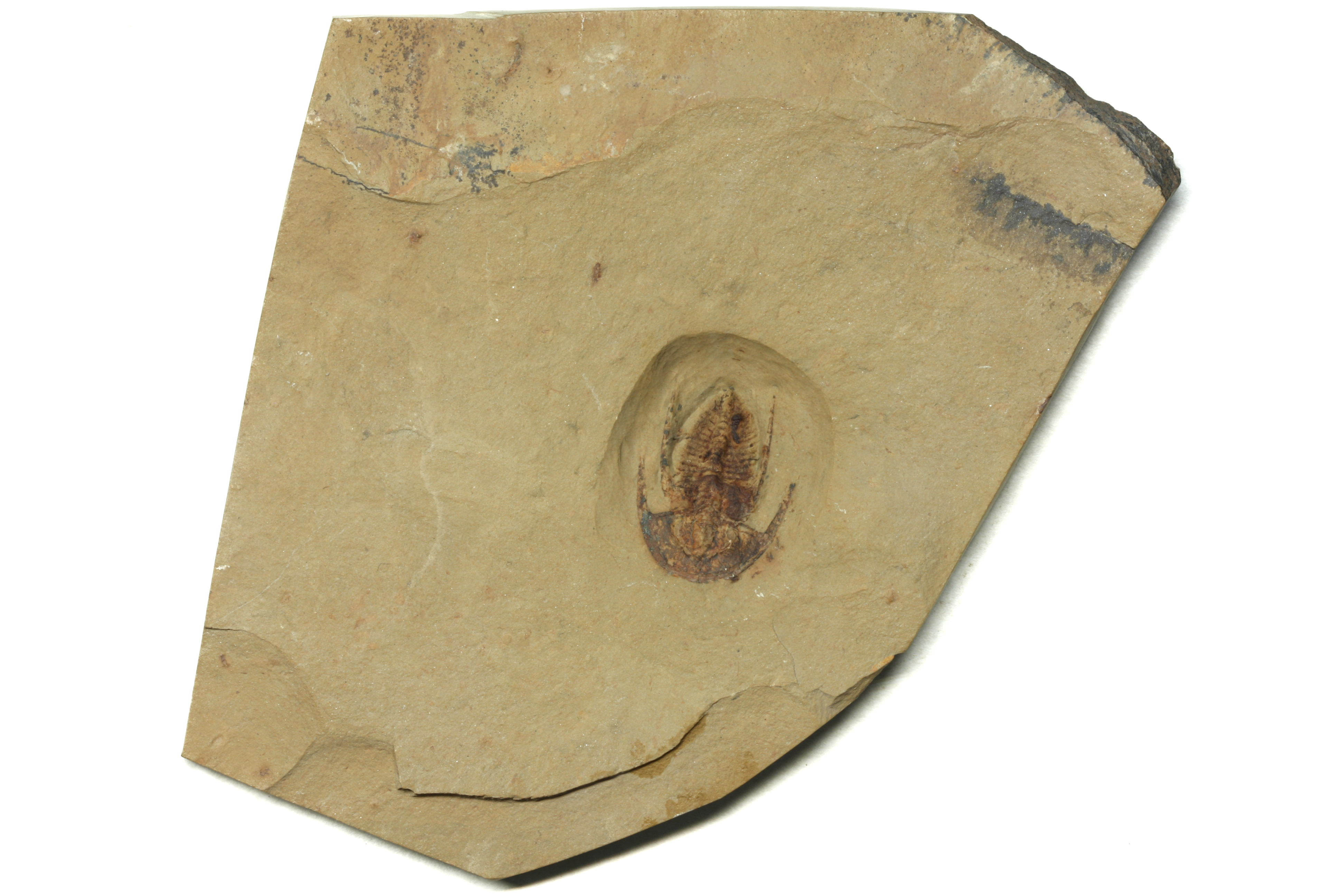 Archaeaspis macropleuron