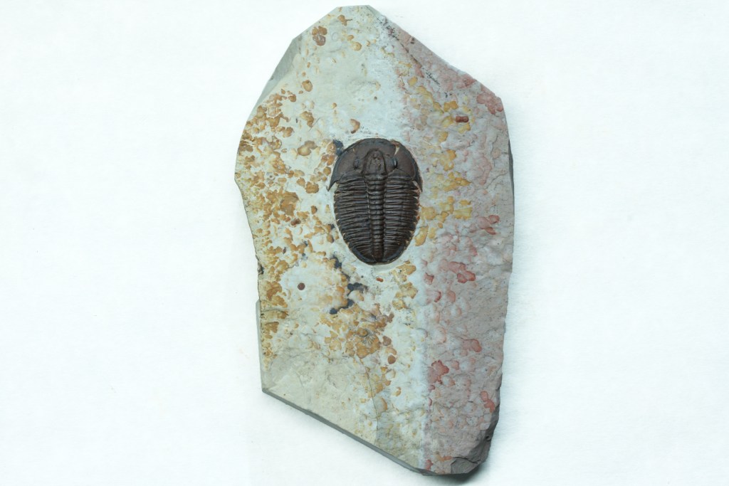 Elrathia kingii