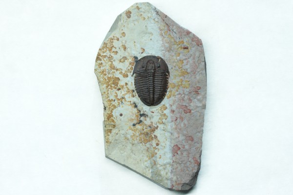 Elrathia kingii