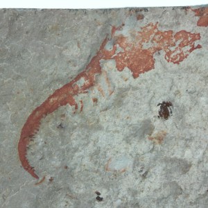 Anomalocaris grasping appendage