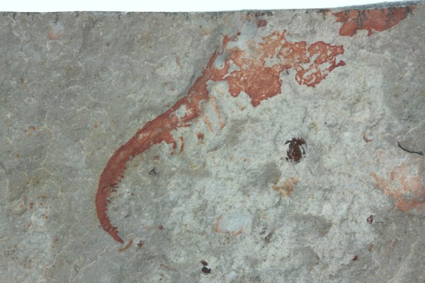 Anomalocaris grasping appendage