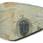 Asaphiscus wheeleri