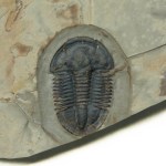 Asaphiscus wheeleri
