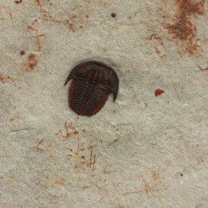 Elrathia kingii juvenile
