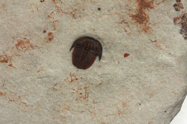 Elrathia kingii juvenile
