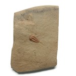 Eokochaspis piochensis with Antennae & Legs