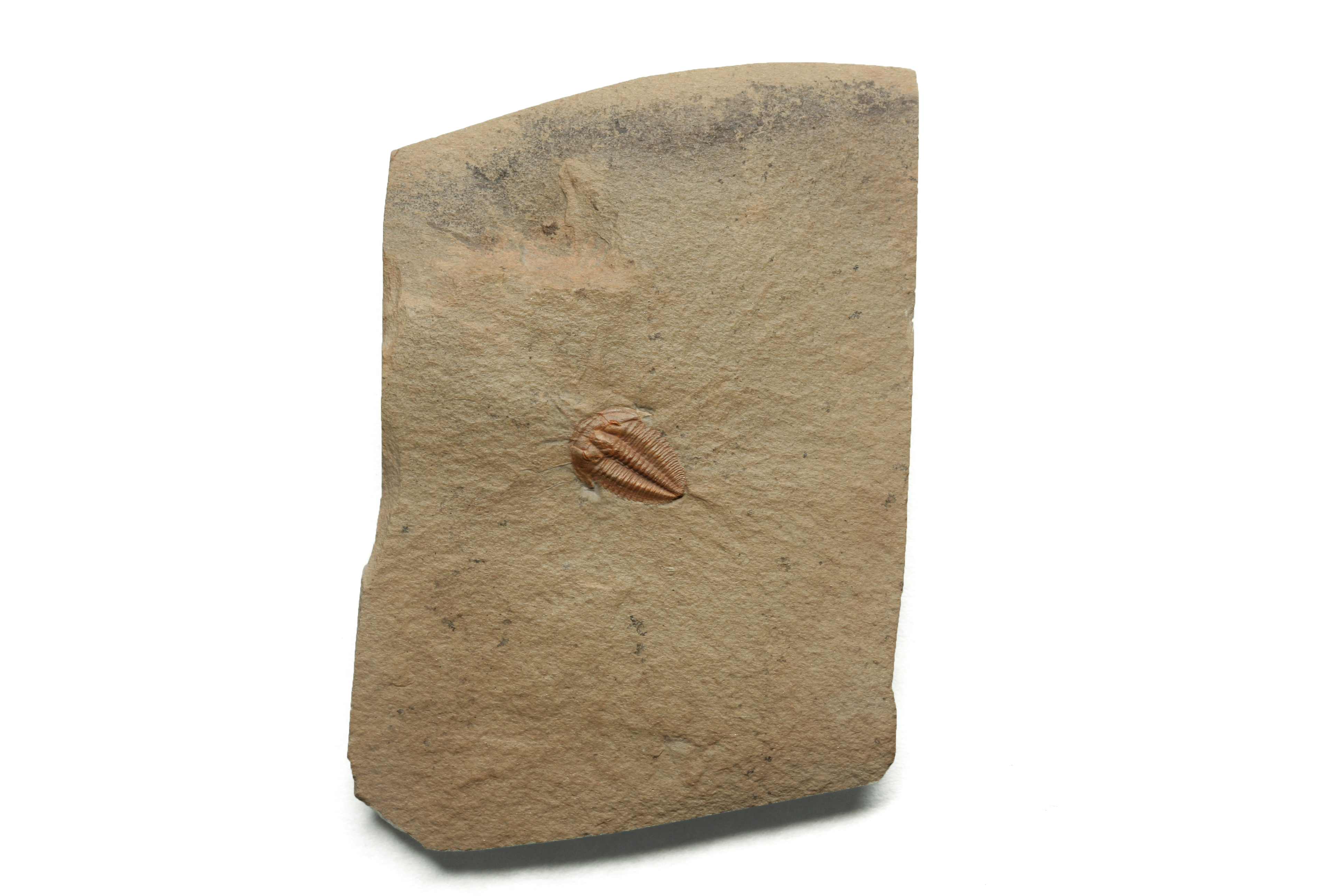 Eokochaspis piochensis with Antennae & Legs