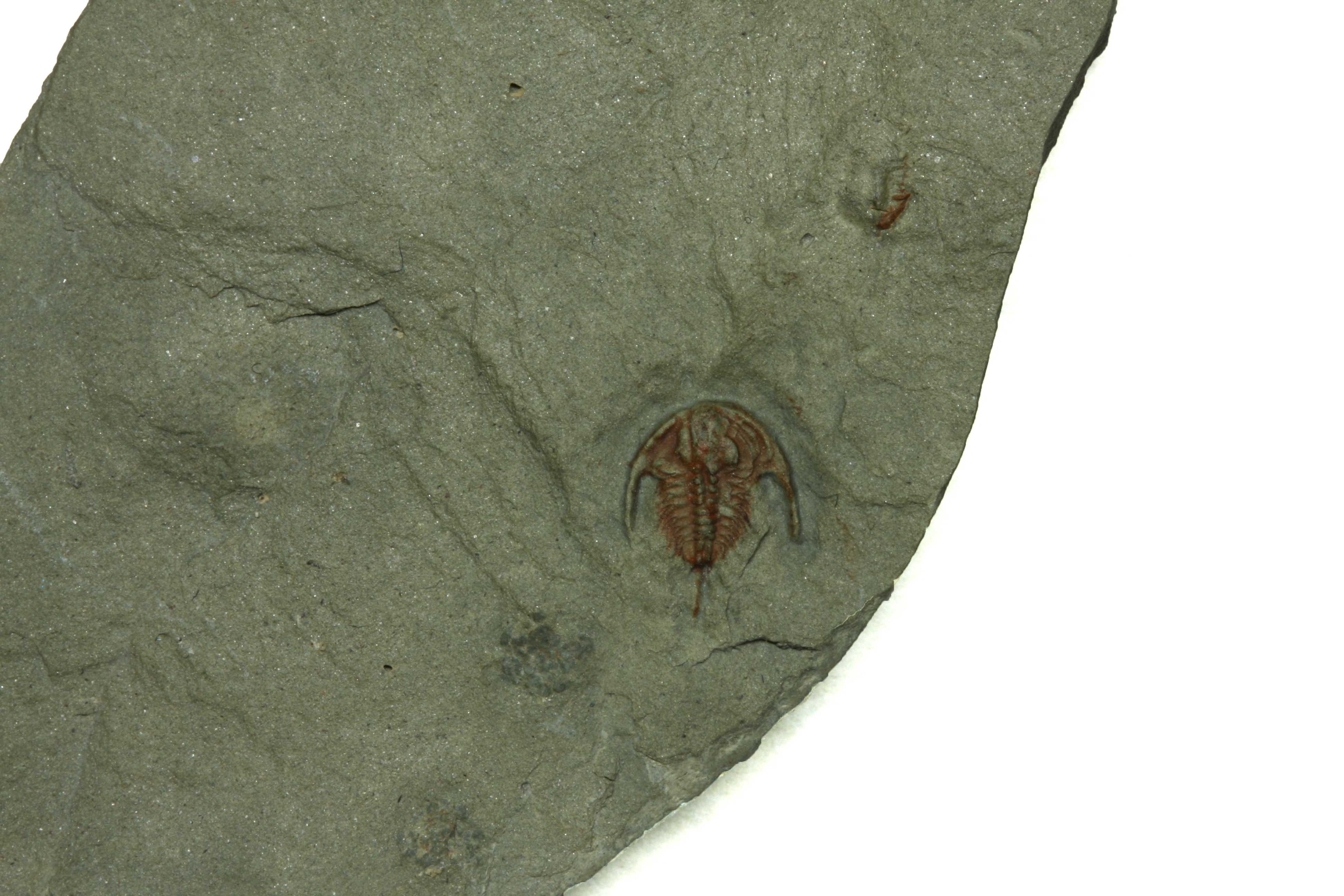 Zacanthoides cnopus