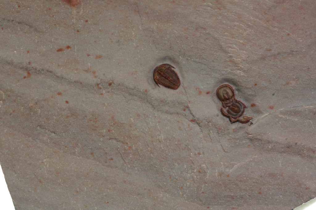 Bolaspidella housensis/Elrathia kingii/Itagnostus interstrictus