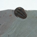 Bolaspidella housensis