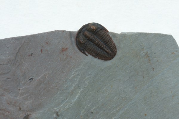 Bolaspidella housensis