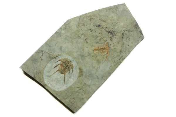 Albertella effusus