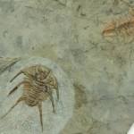 Albertella effusus