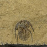 Archaeaspis macropleuron