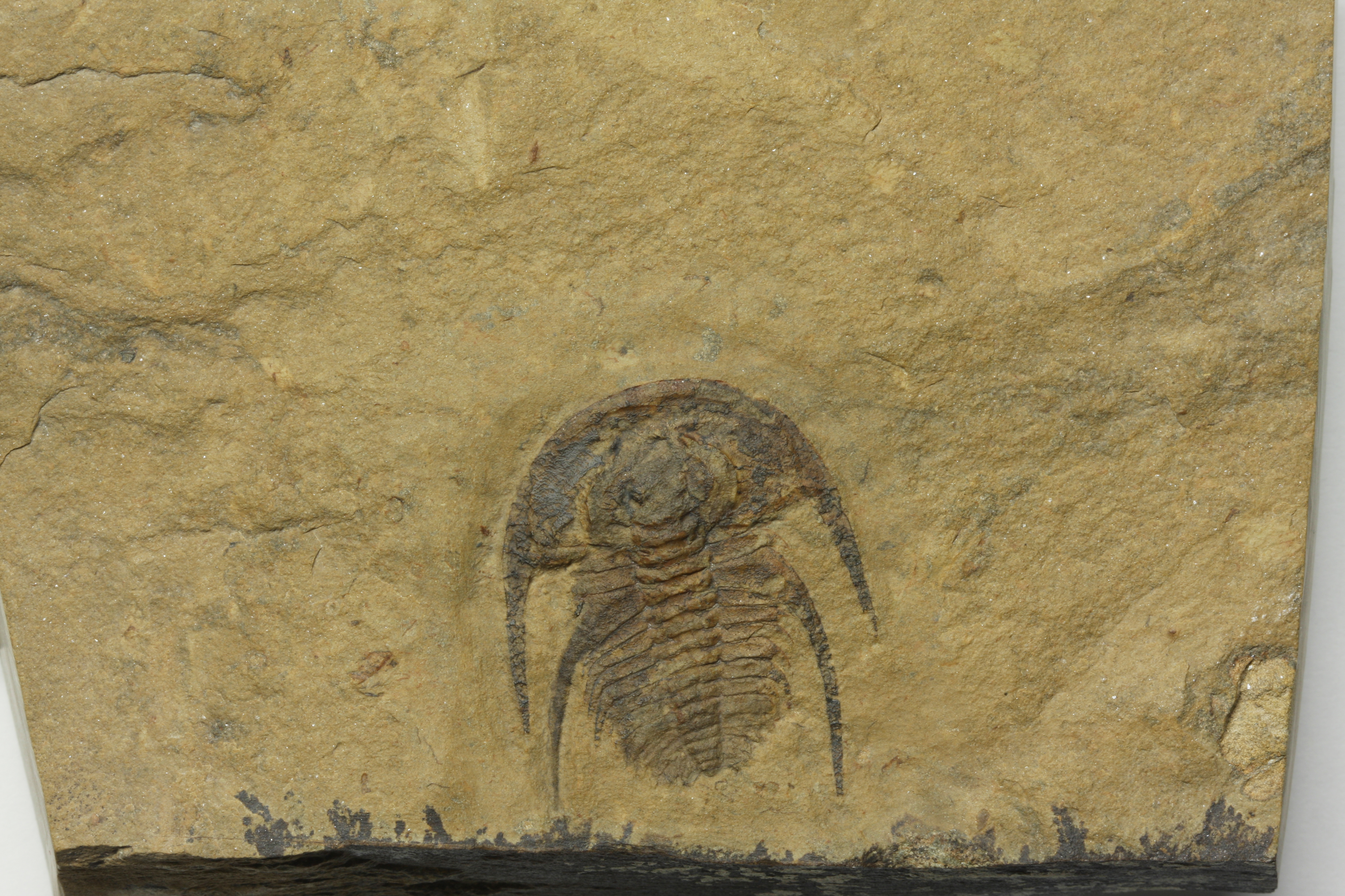 Archaeaspis macropleuron