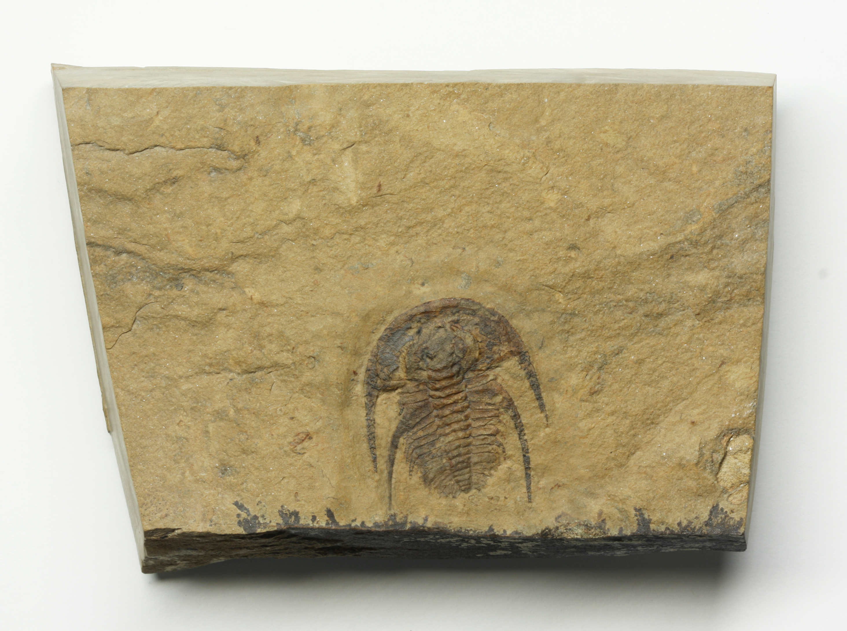 Archaeaspis macropleuron