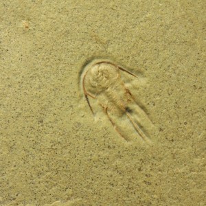 Bristolia bristolensis