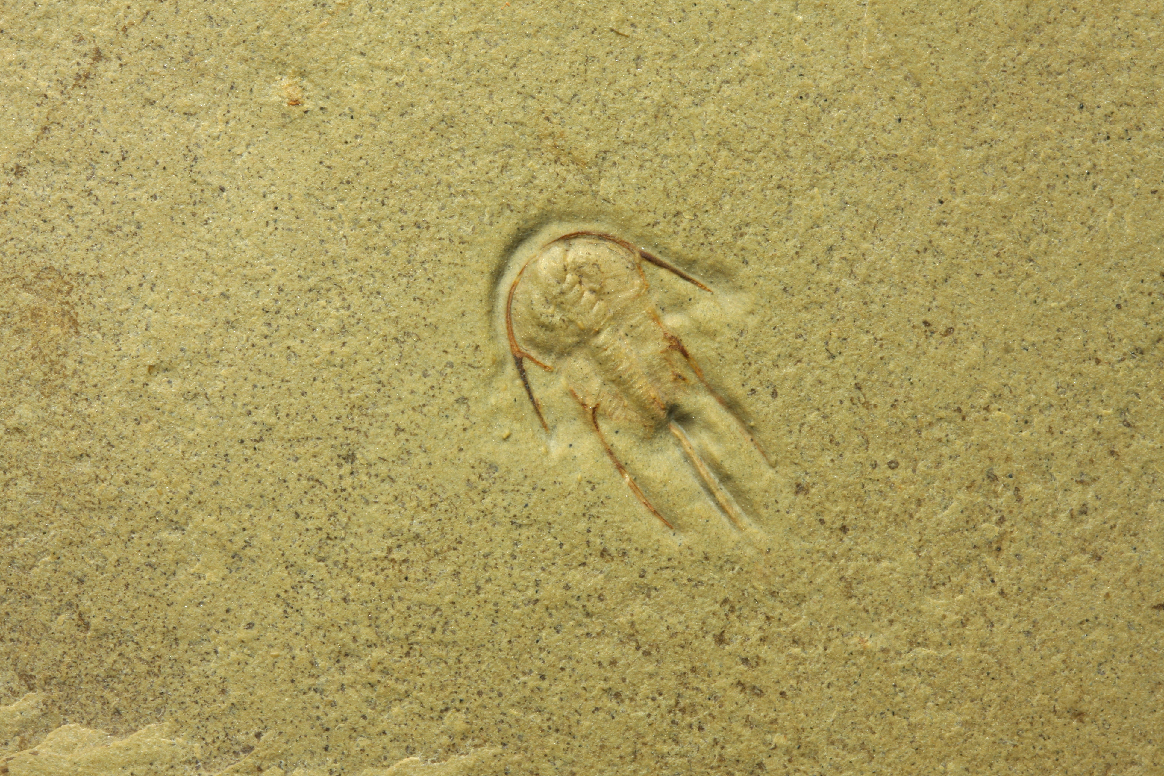 Bristolia bristolensis