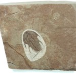 Olenellus chiefensis