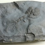 Echinocaris punctata