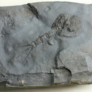 Echinocaris punctata