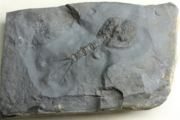 Echinocaris punctata