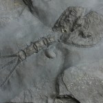 Echinocaris punctata